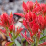 Red flowers in Colorado USA — Thandiwe Dale-Ferguson