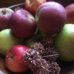 Apple harvest at Mottisfont — Ana Gobledale