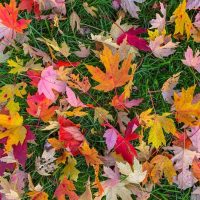 Autumn Leaf Litter - Warren Lynn, USA