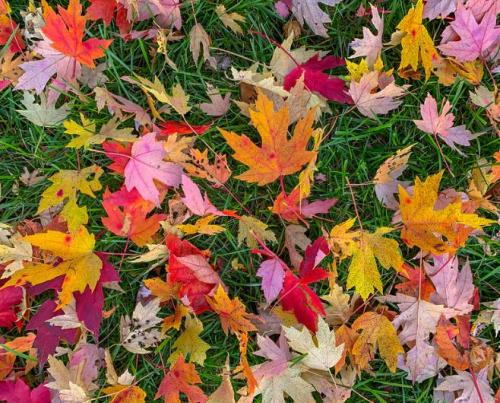 Autumn Leaf Litter - Warren Lynn, USA