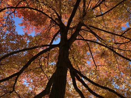 Autumn tree - Susan Sanders, USA