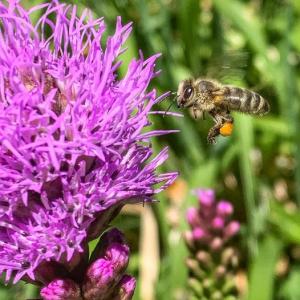Bee hovering - Roger Lynn, USA