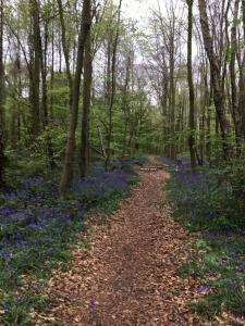Bluebell lined path, by Geoffrey Clarke, UK