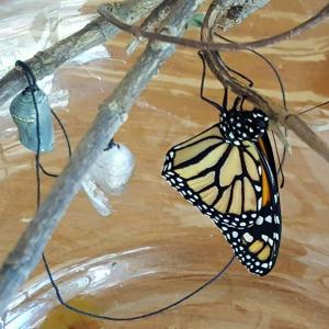 Butterfly born! -- Kathy Schultz, Australia