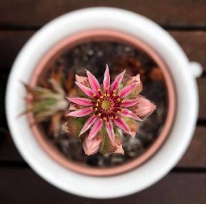 Cactus in bloom, Natasha Collins Australia
