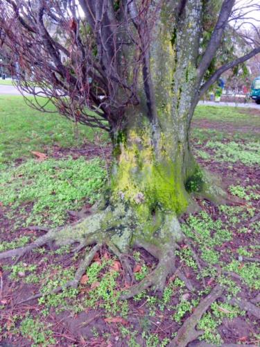 Carol Kreis - tree with roots