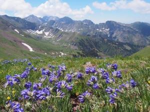 Colorado mountains and wild flowers -- by Thandiwe Dale-Ferguson