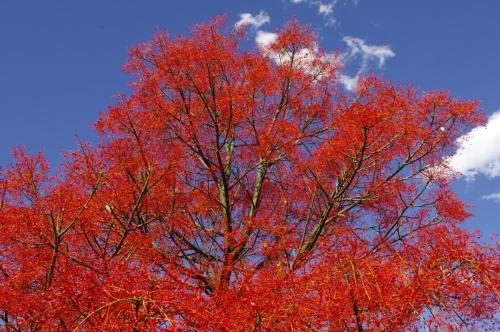 Flame tree, Retreat BB, Cougals, ,Border Ranges behind Kyogle NSW, Australia - by Graham Warne