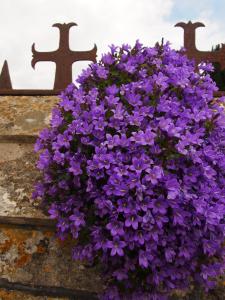 Flowers, Corfe UK -- Thandiwe Dale-Ferguson
