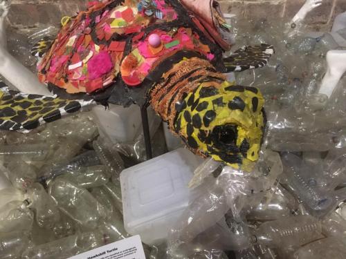 Hawksbill Turtle, Extiinction is forever, Jacha Potgieter, Chester Cathedral UK