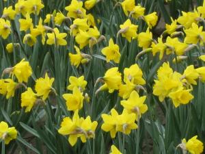 Daffodils, Mt Vernon, Washington USA -- by Ana Gobledale