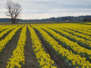 Daffodil fields, Mt Vernon, Washington USA -- by Ana Gobledale