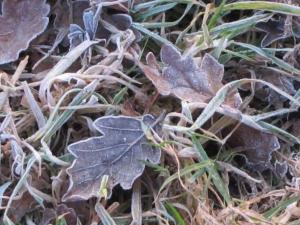 Dry leaves on a frosty morning, Cumbria UK -- Ana Gobledale