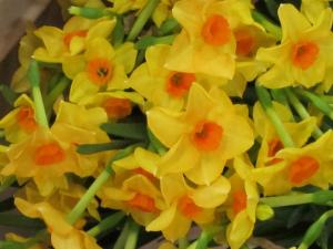 daffodils -- Ana Gobledale