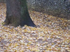 Autumn leaves, Winchester UK -- Ana Gobledale