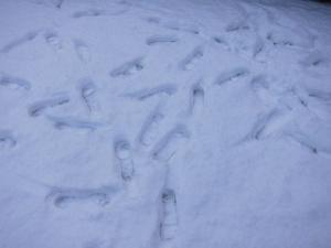 footprints in the snow, Cumbria UK -- Ana Gobledale