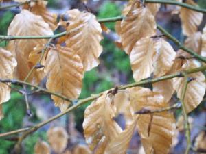 Autumn leaves, Cumbria -- Ana Gobledale