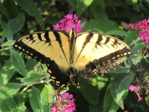 Butterfly, North Carolina - by Ana Gobledale