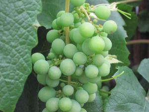 Grapes, New Zealand -- Ana Gobledale