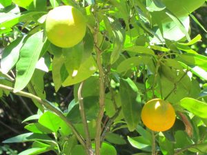 Lemons, Australia -- Ana Gobledale