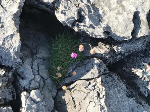 photo Flowers in crag by David Long-Higgins