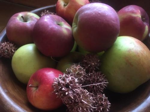 Apple harvest at Mottisfont -- Ana Gobledale