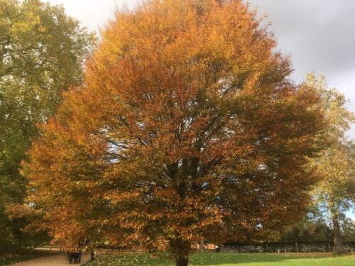 Autumn colours, Mottisfont -- Ana Gobledale, UK