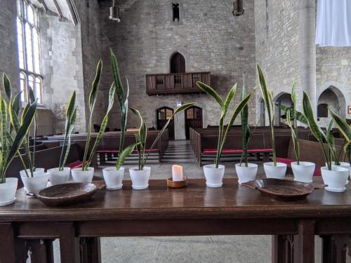 Plants - University Church, Chicago