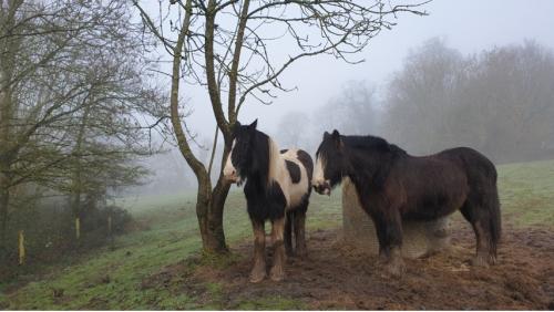 Ponies in mist -- Fiona Crowther, UK