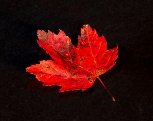 Red leaf floating -- Warren Lynn