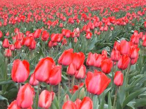 Tulips, Mt Vernon, Washington USA, by Ana Gobledale
