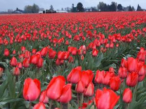 Tulips, Mt Vernon, Washington USA -- Ana Gobledale
