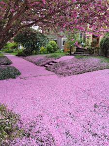 Spring blossom carpet, by Frank Richards