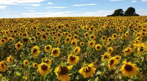 Sunflowers, Salisbury Plain -- Fiona Crowther, UK
