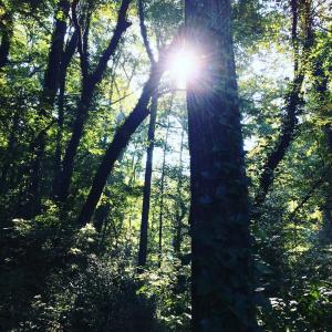 Sunlight through trees -- Thandiwe Dale-Ferguson, USA