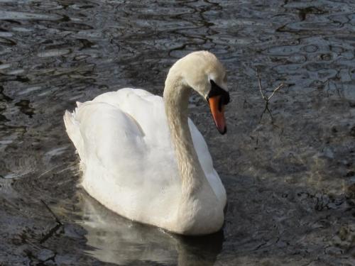 Swan, Stepny Green, London UK - Ana Gobledale