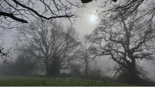 Trees in mist - Fiona Crowther, UK