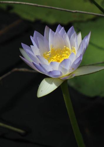 Water Lily -- by Kathy Mulhearn, Australia