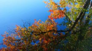 autumn leaves, reflection -- by Frank Richards, USA