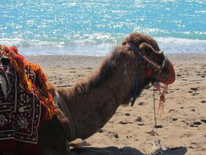 Camel, Turkey -- Ana Gobledale