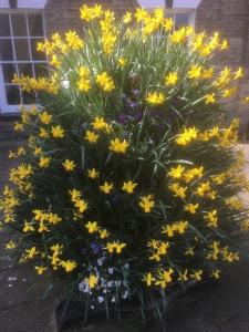 daffodils by Geoffrey Clarke, UK