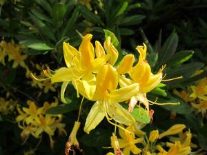 flower yellow, Highgate, London UK -- Ana Gobledale