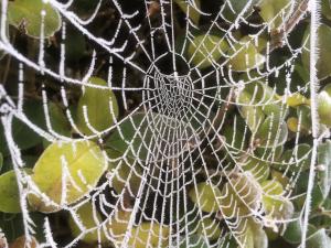 frost-laced web -- photo by Ana Gobledale