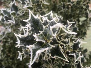 frost-tipped holly -- photo by Ana Gobledale