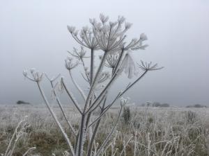 frosty flowers -- photo by Ana Gobledale