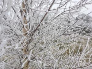 frosty tree -- photo by Ana Gobledale