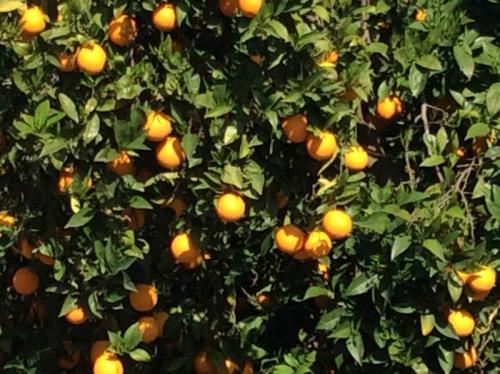 Oranges, Turkey, by Ana Gobledale