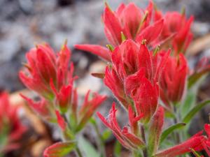 Red flowers in Colorado USA -- Thandiwe Dale-Ferguson
