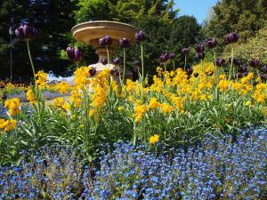 spring flowers in England -- Thandiwe Dale-Ferguson