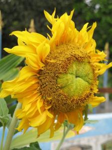 Sunflower, India -- by Thandiwe Dale-Ferguson